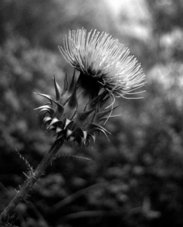 Fotografia Aulas de Profundidade de Campo  Criativa